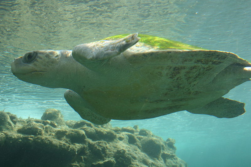 sea turtle