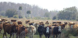 Deseret Ranches cattle