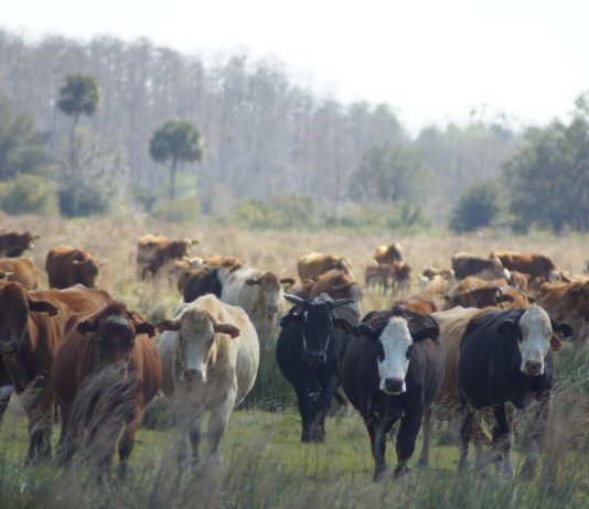 Deseret Ranches cattle