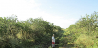 sfwmd bluefield survey