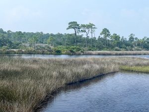 Gaming compact revenues to fund environmental preservation in Florida